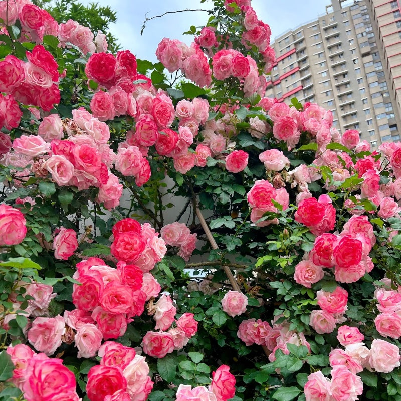 Sakuragasumi C Rose(Climbing Sakuragasumi) 