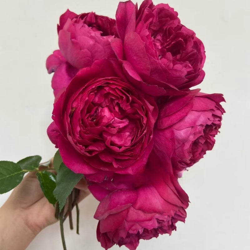 Autumn Rouge Rose