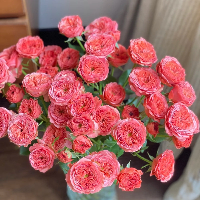 Bella Trendsetter Rose