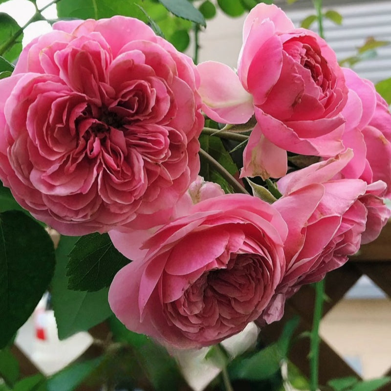 Leonardo da Vinci (Pink Leonardo da Vinci) Rose