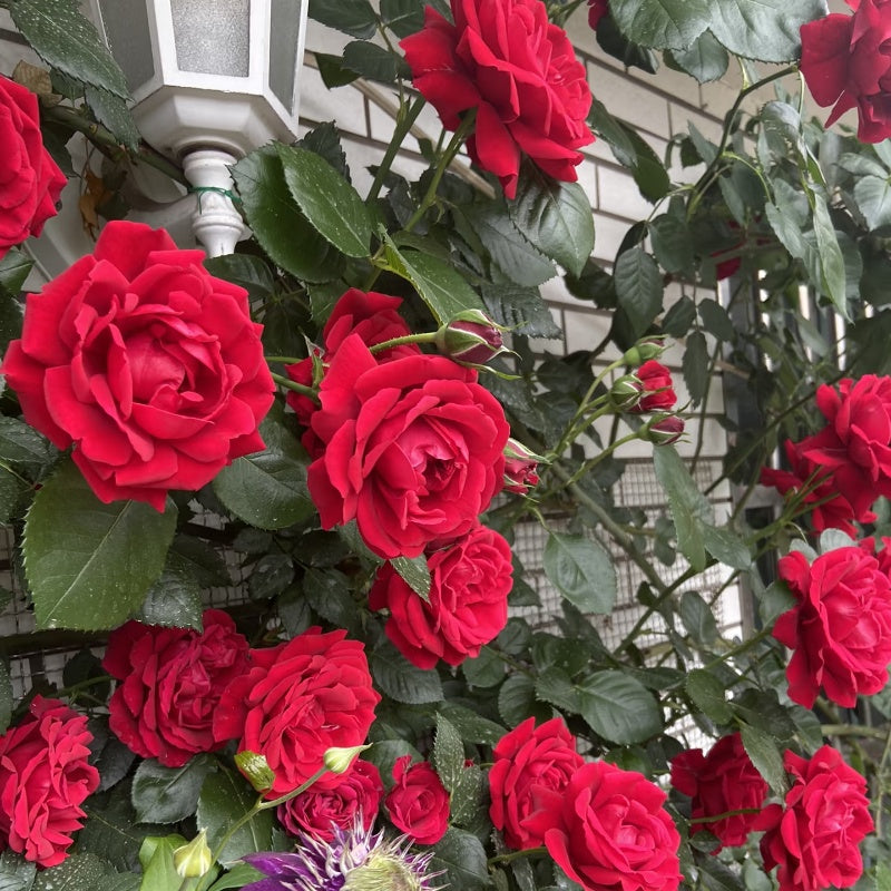 Parkdirektor Riggers Rose