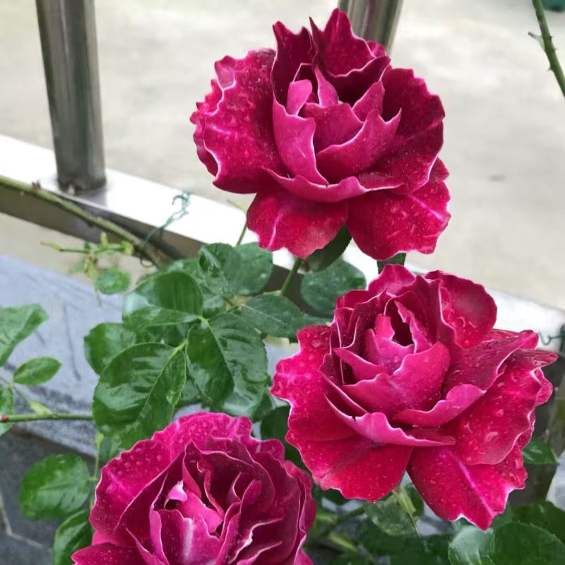 Roger Lambelin Rose