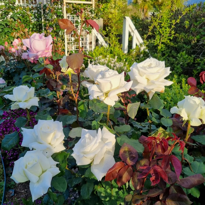 Pape Jean Paul II Rose