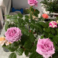 Mercury King Terrazza Rose