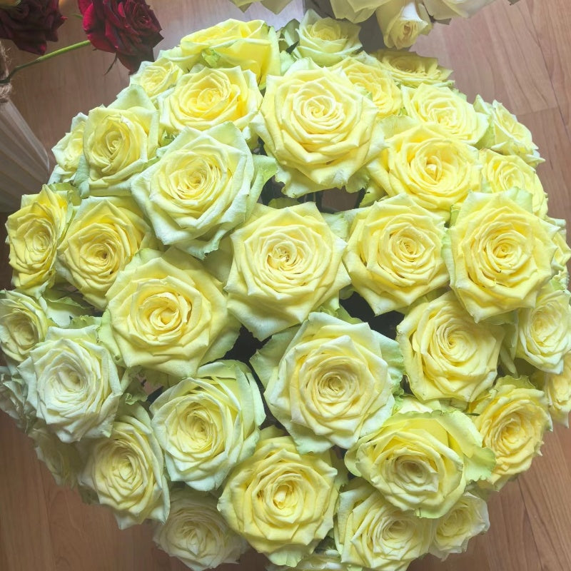 Rose Terraz Gemini