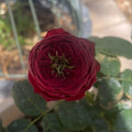 Grand Jubilee Rose
