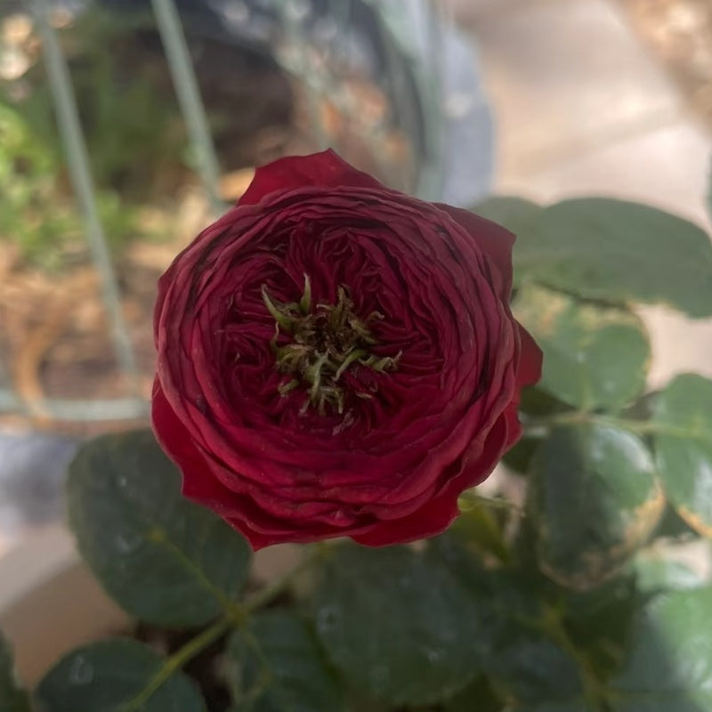 Grand Jubilee Rose