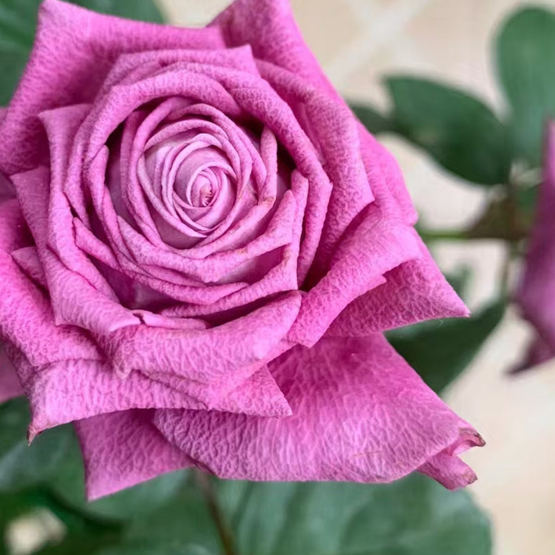 Pluto King Terrazza  Rose