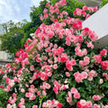 Sakuragasumi C Rose(Climbing Sakuragasumi) 