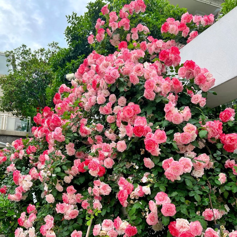 Sakuragasumi C Rose(Climbing Sakuragasumi) 