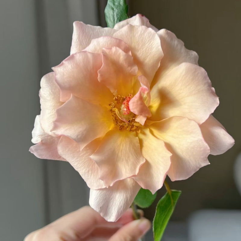 Hatune Rose