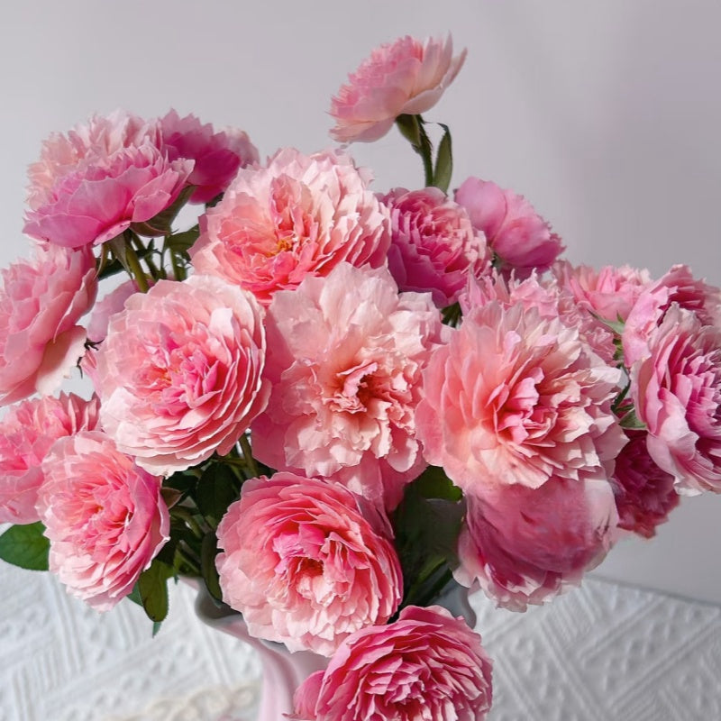 The Alnwick Rose