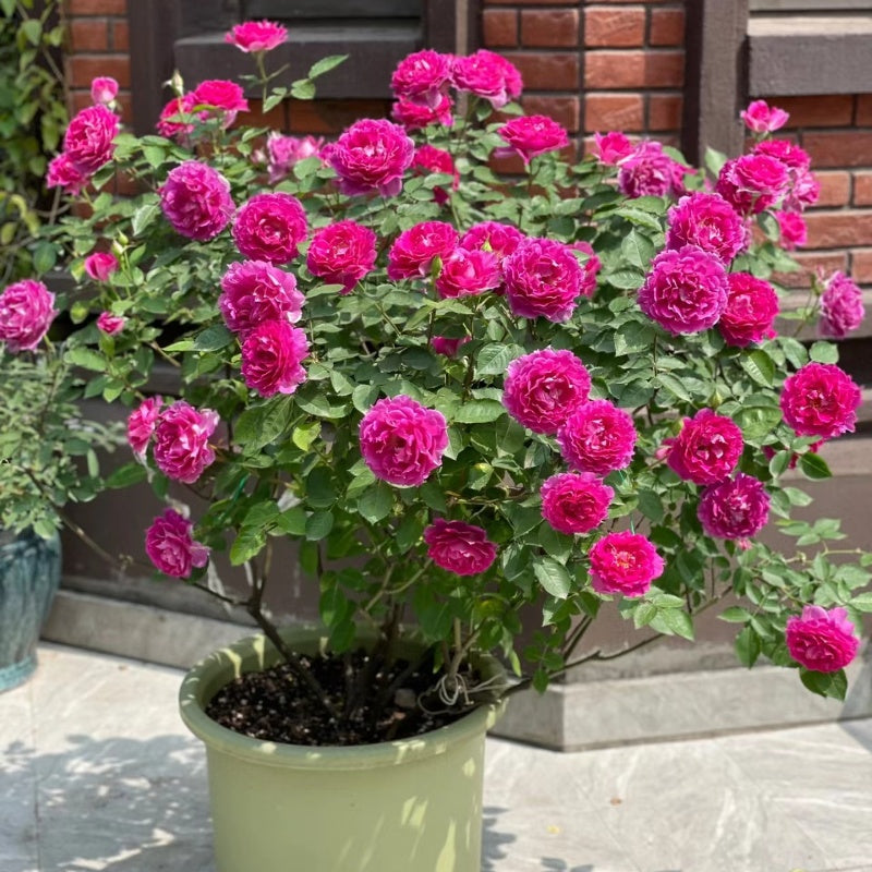 Sheherazade Rose