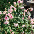 Geoff Hamilton Rose