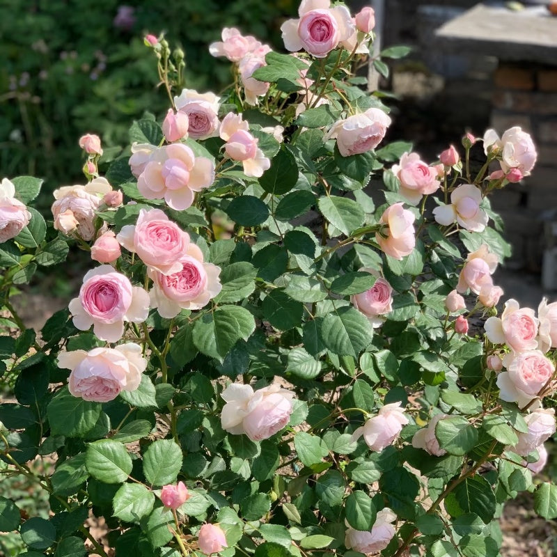 Geoff Hamilton Rose
