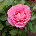 Neptune King Terrazza Rose