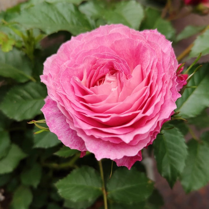 Neptune King Terrazza Rose