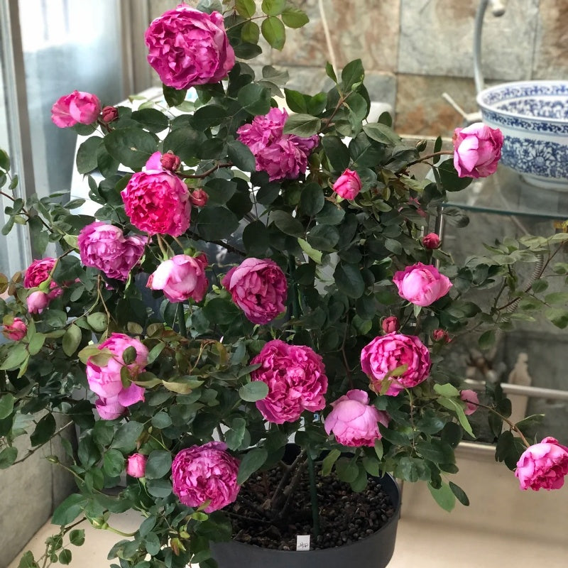 Rouge de Parfum Rose