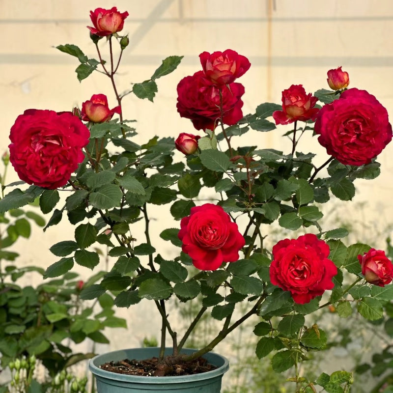 Docteurs Massad Rose