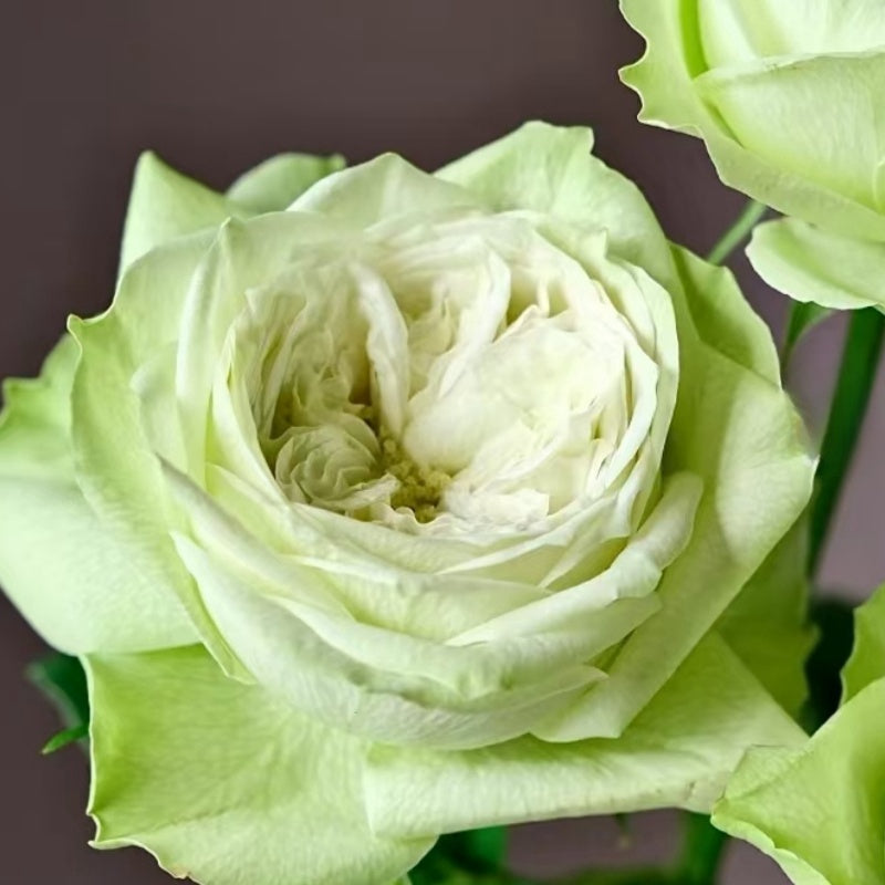 Goat Green Rose