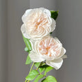 Queen of the Elves Rose