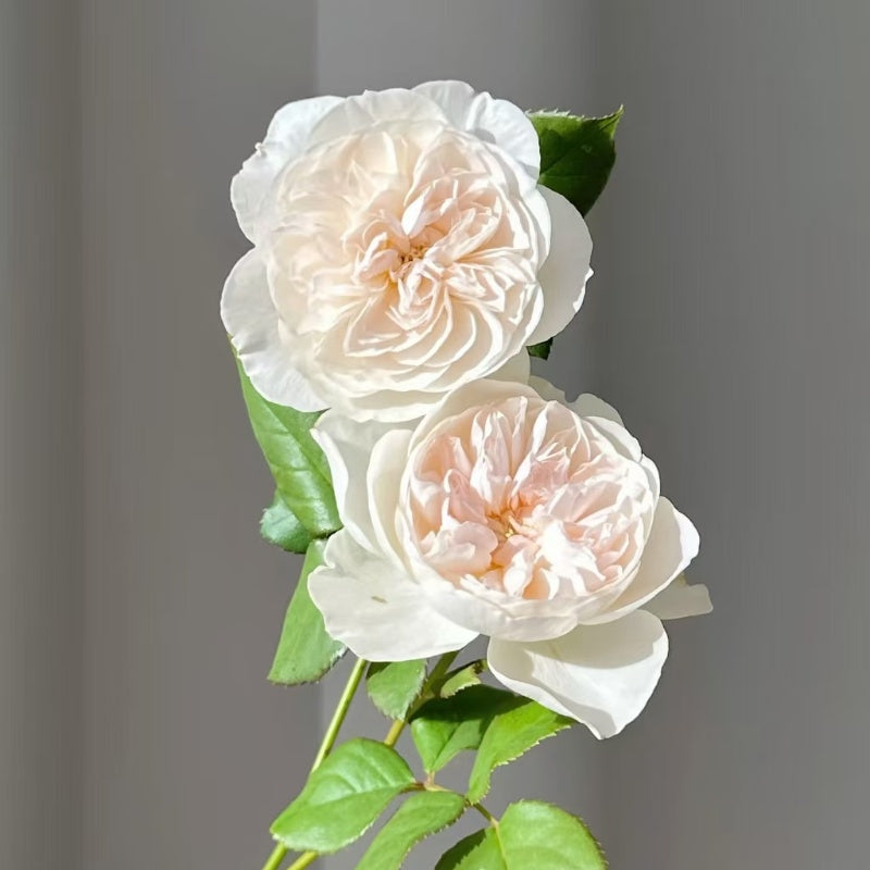 Queen of the Elves Rose