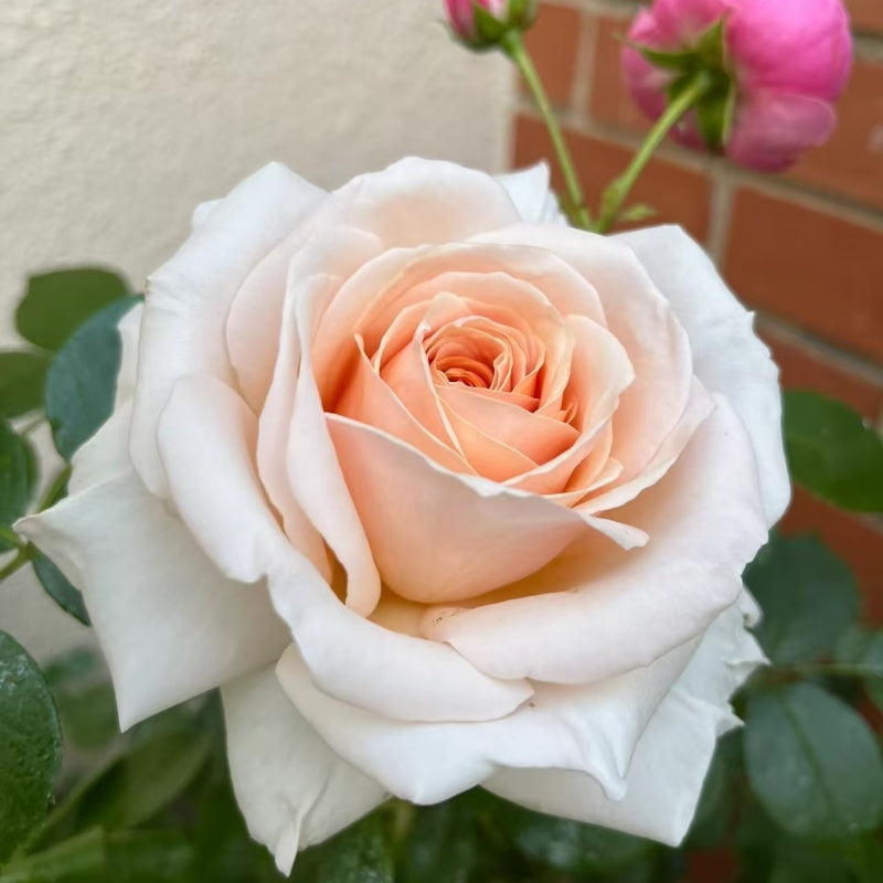Courage Rose