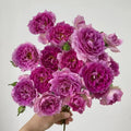 Sheherazade Rose