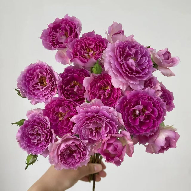 Sheherazade Rose