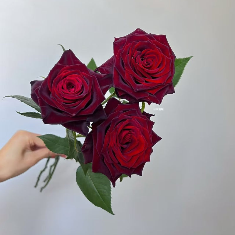 Black Baccara Rose