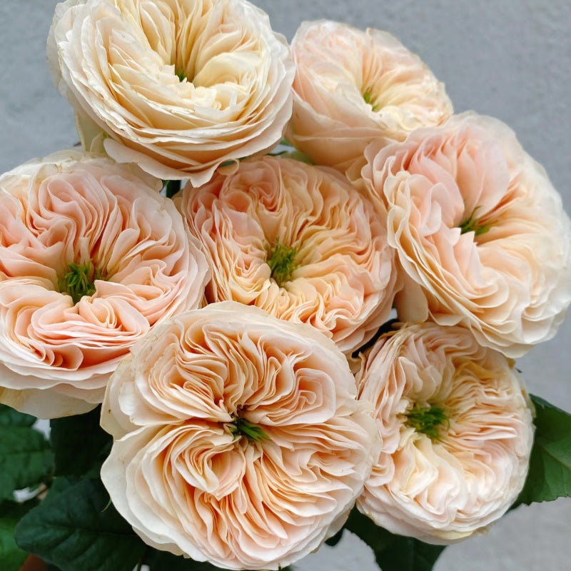 Stanley Abbey Rose – Elegant Garden Rose – Fast-growing-Plant