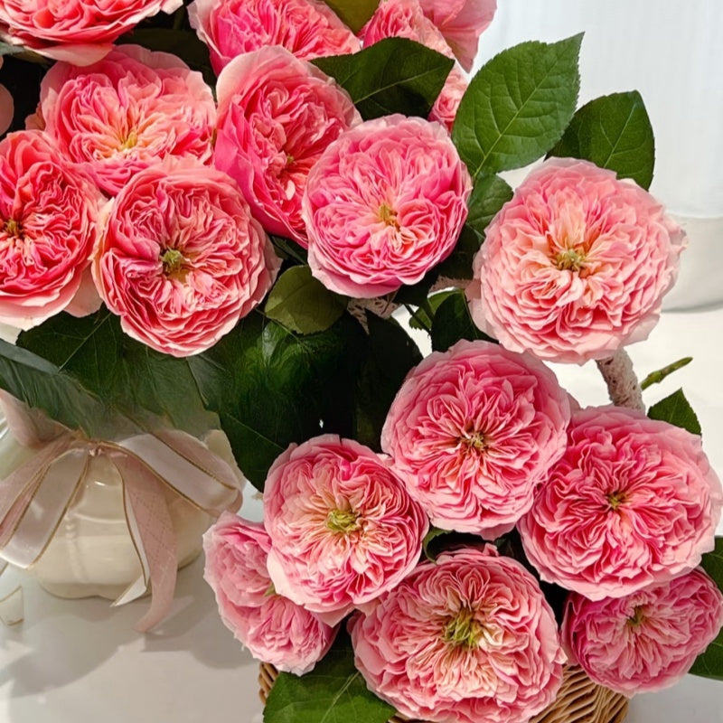 Romeo Rose