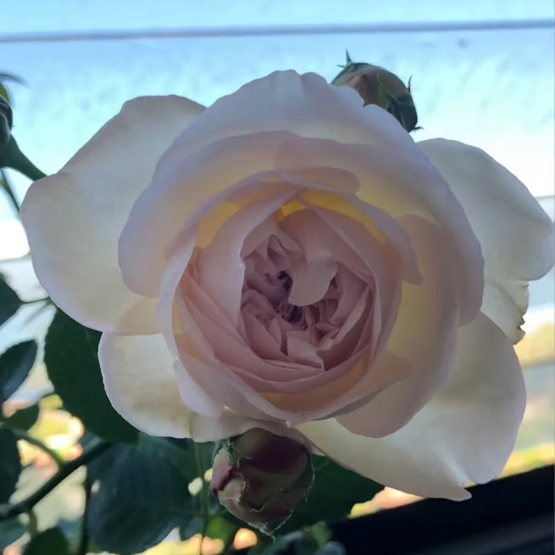 Cymbeline Rose