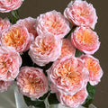 Notting Hill Rose