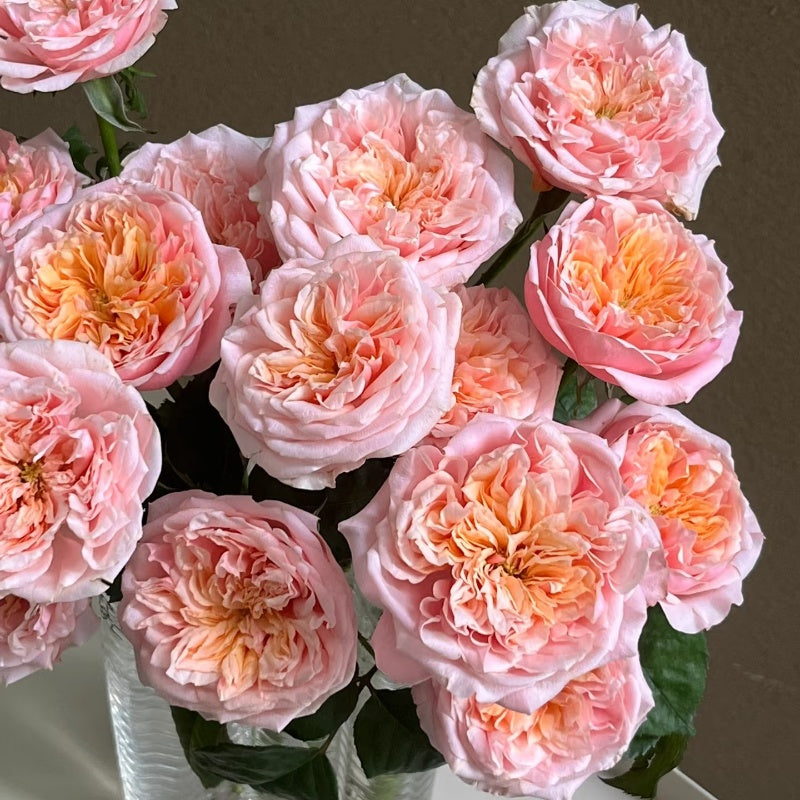 Notting Hill Rose