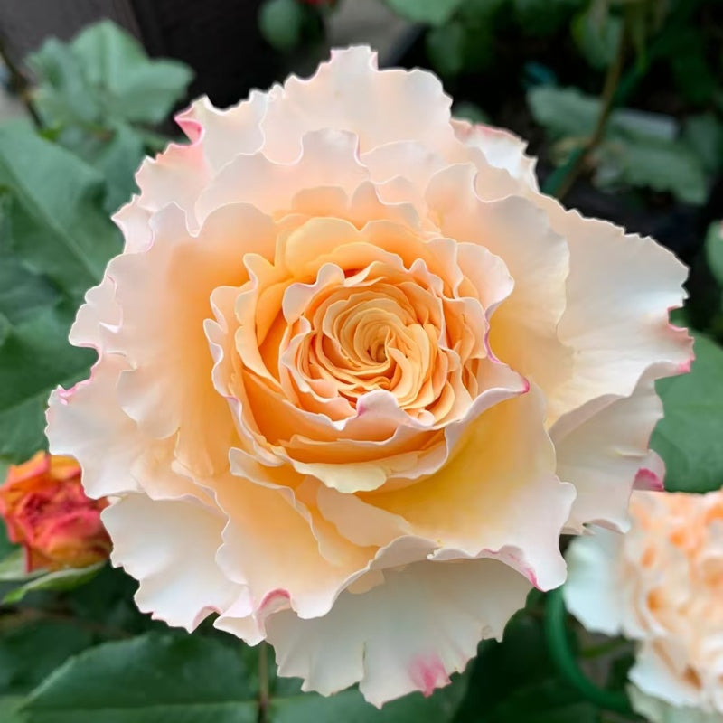 La Campanella Rose