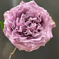 Princess Kaori Rose