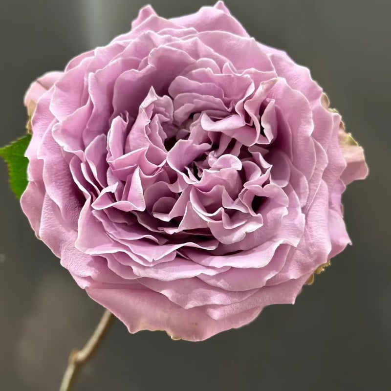 Princess Kaori Rose