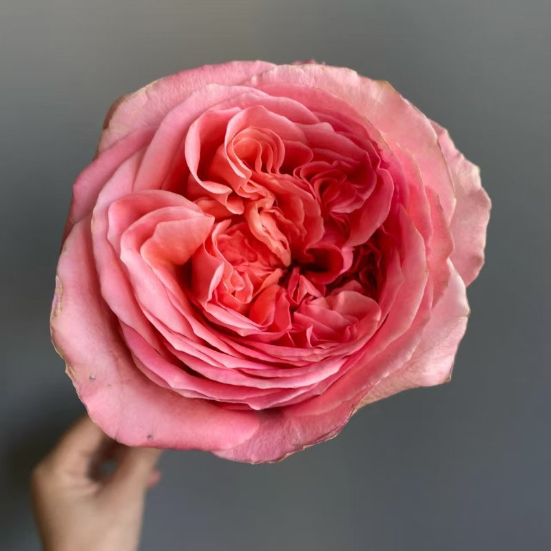 Pink Expression Rose – Fast-growing-Plant