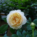 Claire Austin Rose