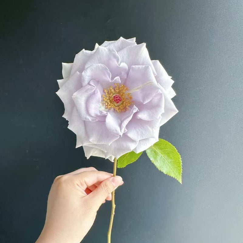 Star Prince Rose 
