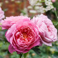 Emma Bridgewater Rose
