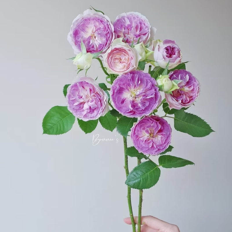 Blue Moon Stone Rose