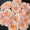 Miyabi Cha Rose