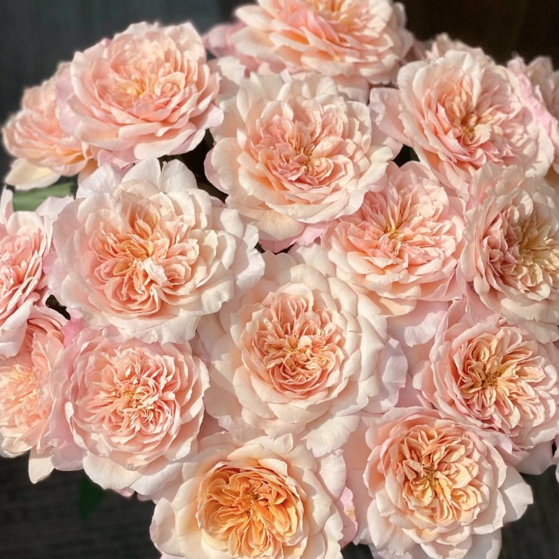 Miyabi Cha Rose