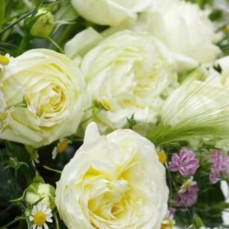 Wedding Piano Rose