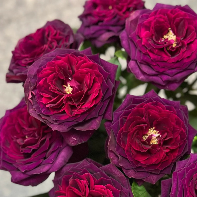 Black Caviar  Rose