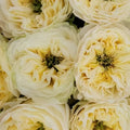 Solsbury Hill Rose