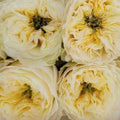 Solsbury Hill Rose
