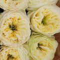 Solsbury Hill Rose